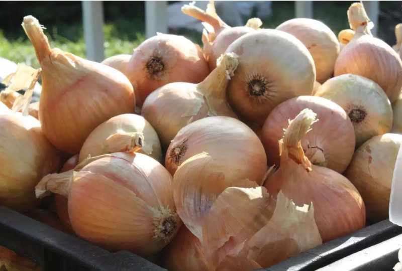 Onion crisis grips Kazakhstan: prices plunge as oversupply floods market, EastFruit reports 